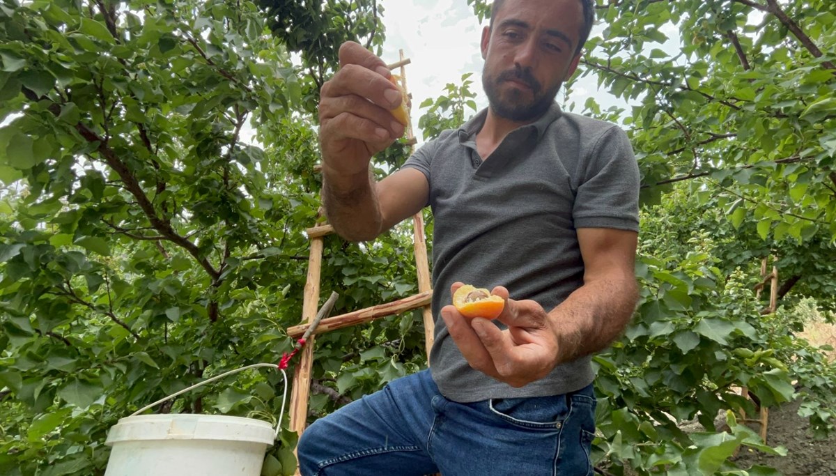 50 TL ile 70 TL arasında alıcı buluyor: Tadı damakta bırakan lezzet