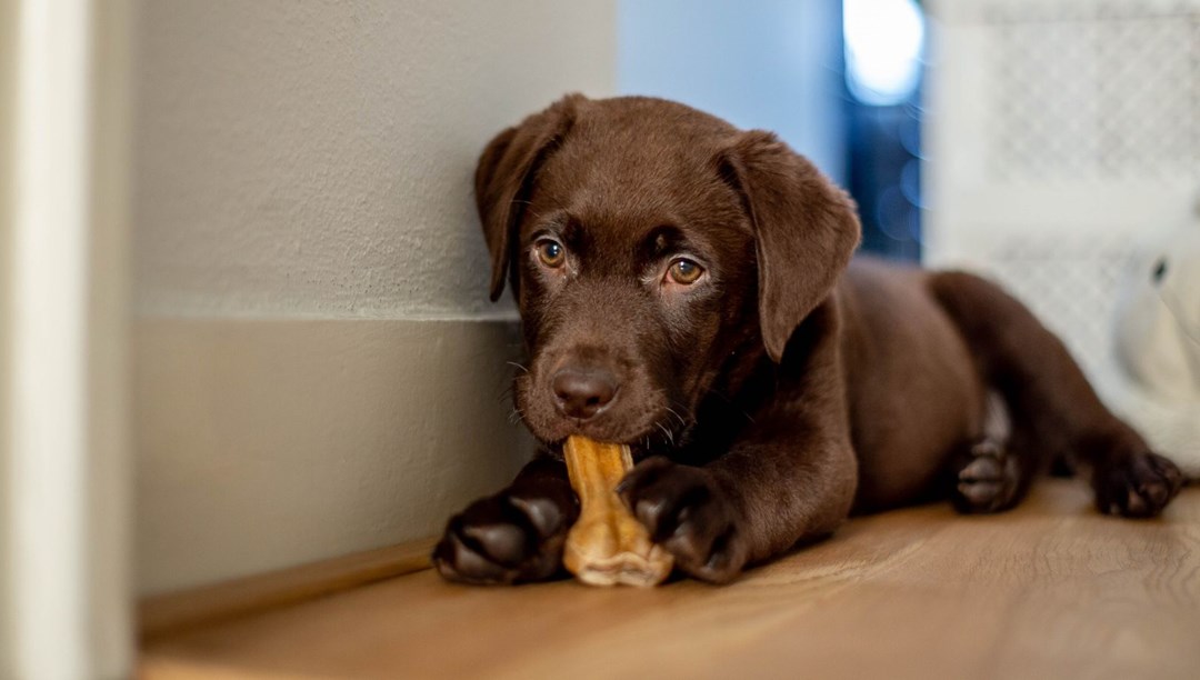 Bilim insanlarından yeni formül Köpeğiniz gerçekten kaç yaşında
