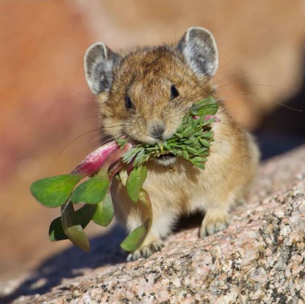 Pika. Илийская пищуха. Зверёк пищуха. Мышь пищуха. Пищуха сеноставка.