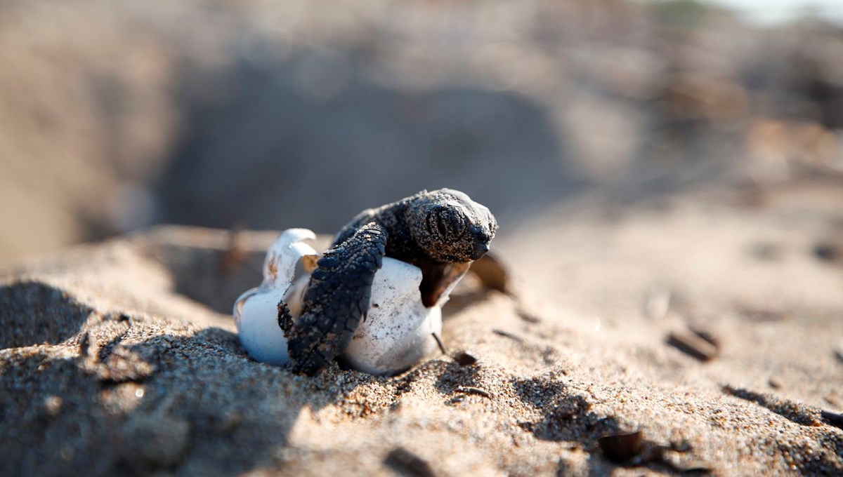 Caretta carettalar yumurtalardan çıkmaya başladı | Akdeniz’le ilk buluşma