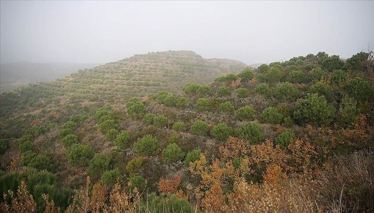 Hatay'da ormanlara giriş yasağı