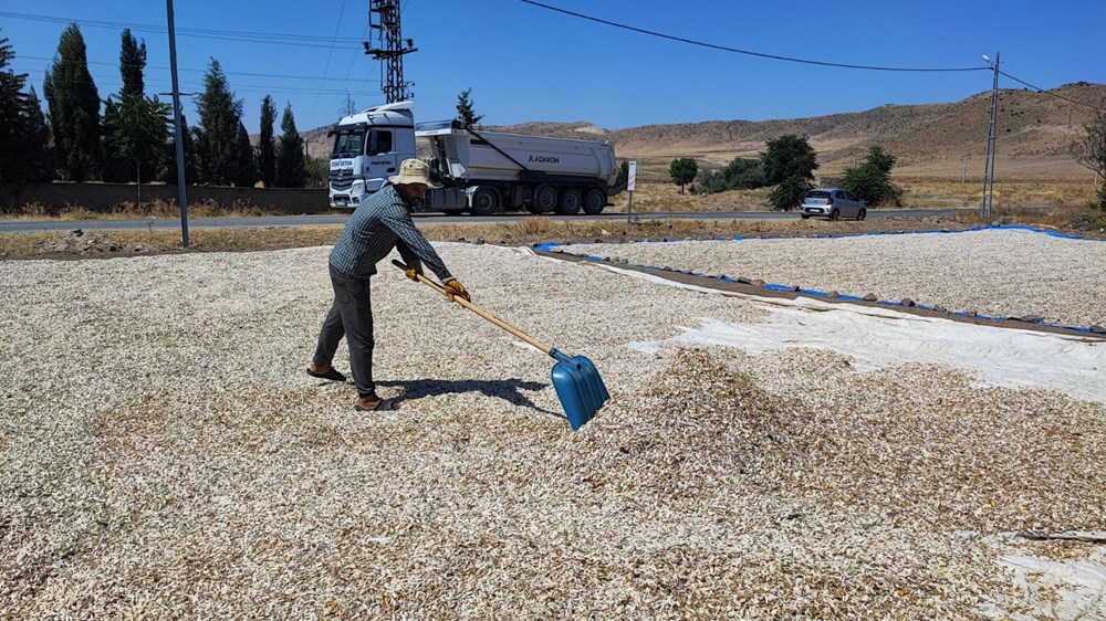 1,5 g�nde hasad� yap�l�yor: Binbir emekle yeti�tiriliyor