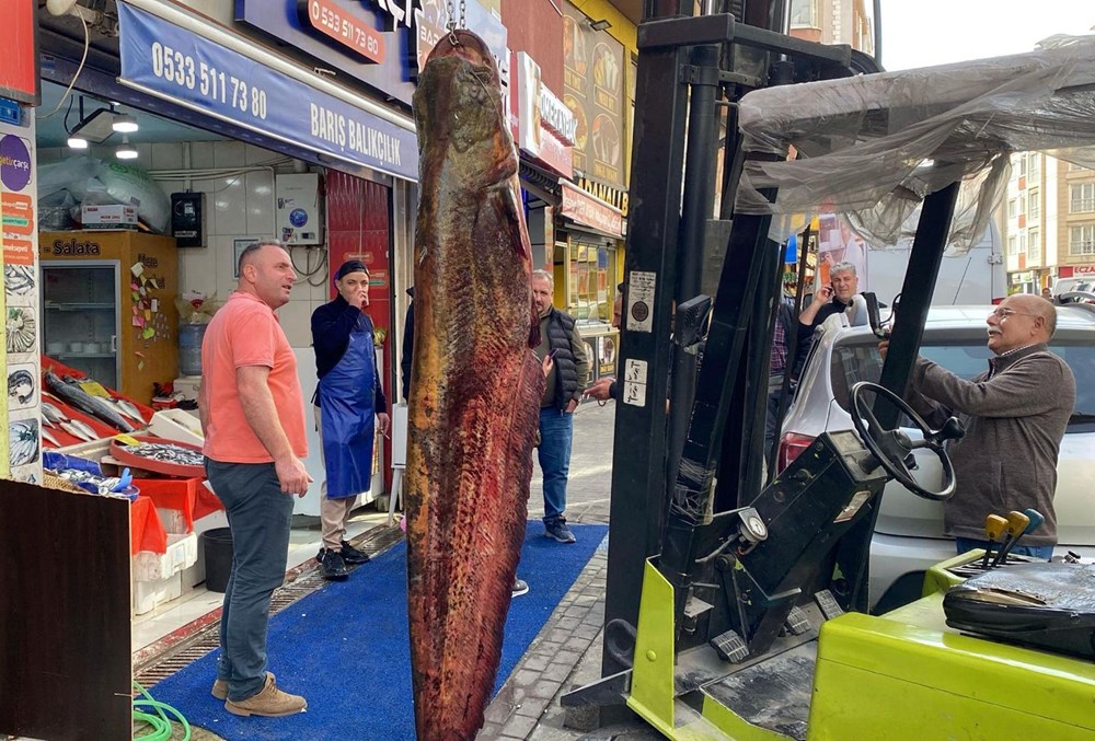 Meriç Nehri’nde yakalandı, tam 3 metre: Kilosu 450 liradan satışta 72 eL MS7r8pEegNPoQPCfv3g