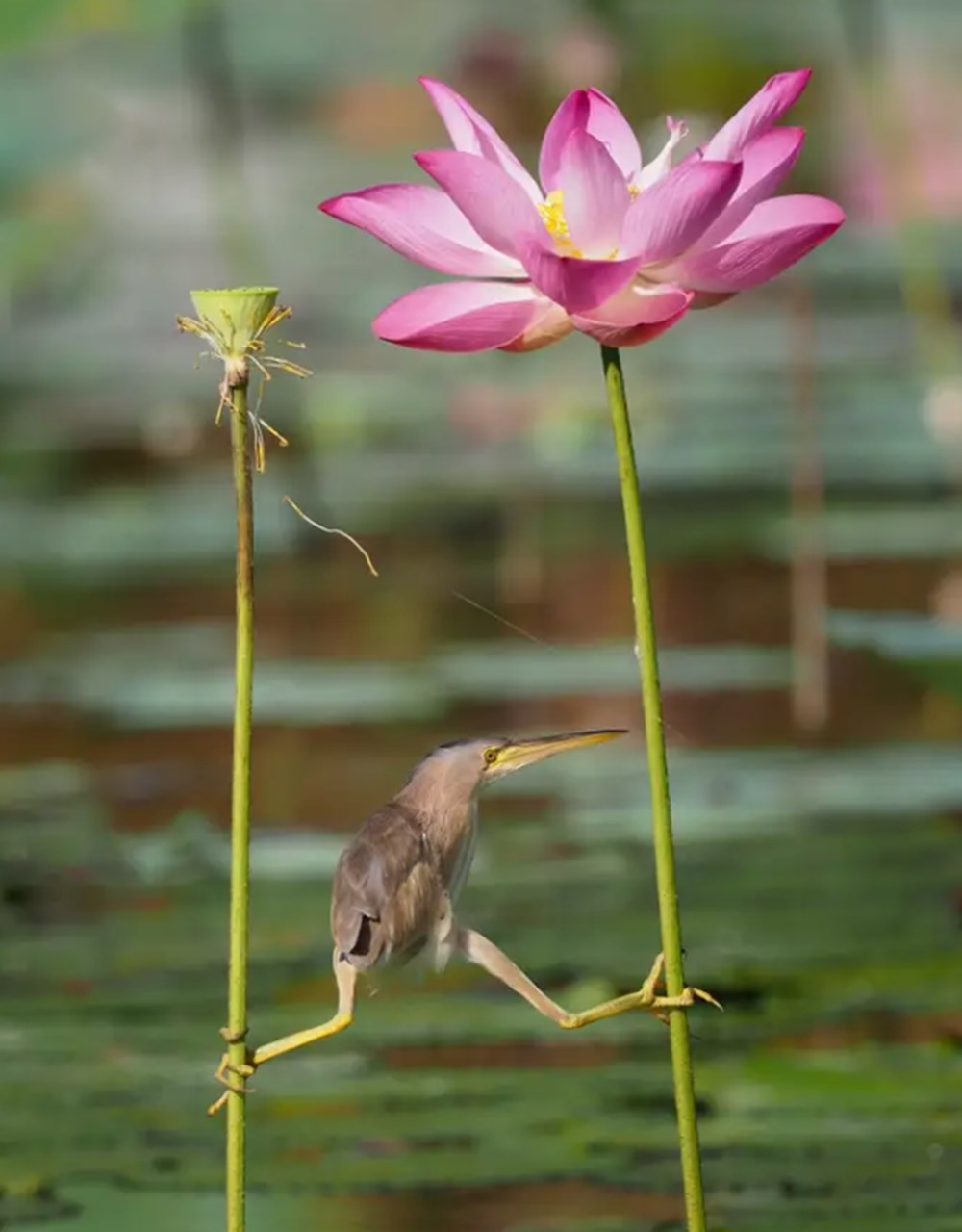 2021 Komik Vah�i Ya�am Foto�raflar� yar��mas�