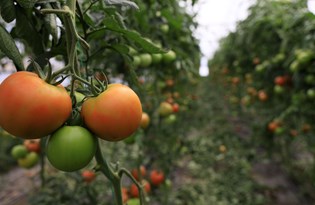 Seradan markete domatesin yükselişi: Yüzde 176 fark