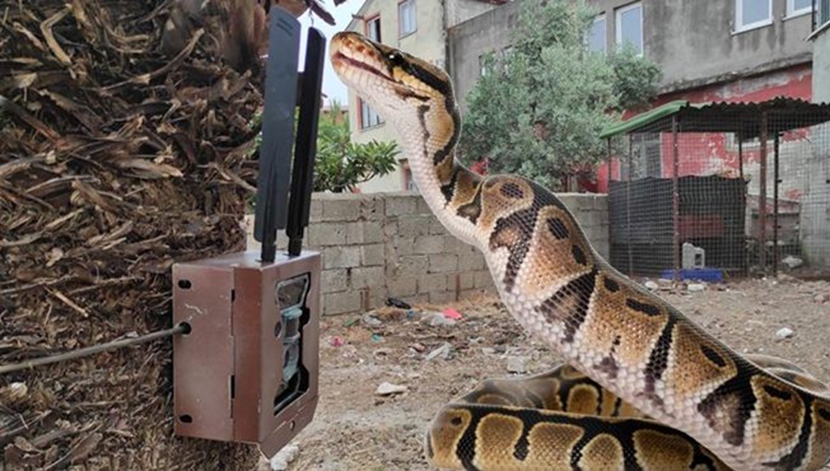 Fethiye’de piton yılanı alarmı: Bulunması için fotokapan kuruldu Fethiye’de piton yılanı alarmı: Bulunması için fotokapan kuruldu