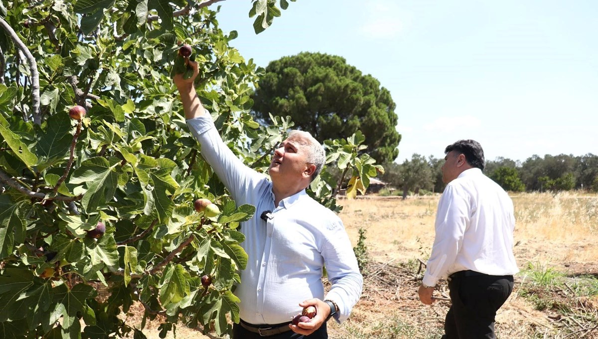 Zeytinlikler arasındaki 'bal'lı lezzet: 680 ton rekolte bekleniyor
