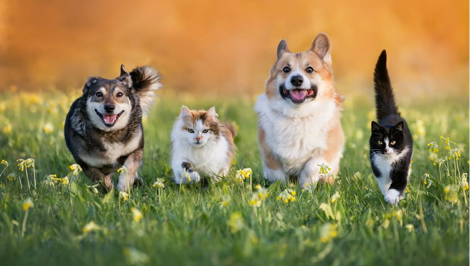 TBMM'ye gelen ilginç talepler: Kediler ve köpekler şehri kurulsun