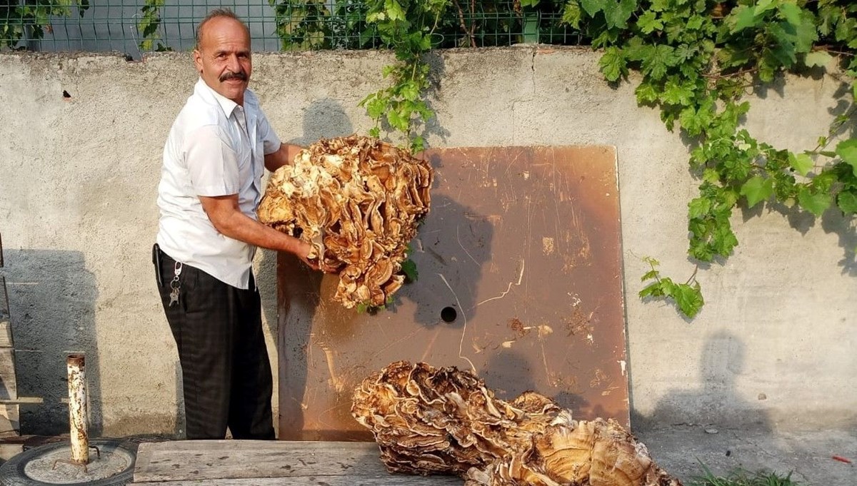 40 kiloluk mantar buldu, 2 bin liraya sattı 40 kiloluk mantar buldu, 2 bin liraya sattı