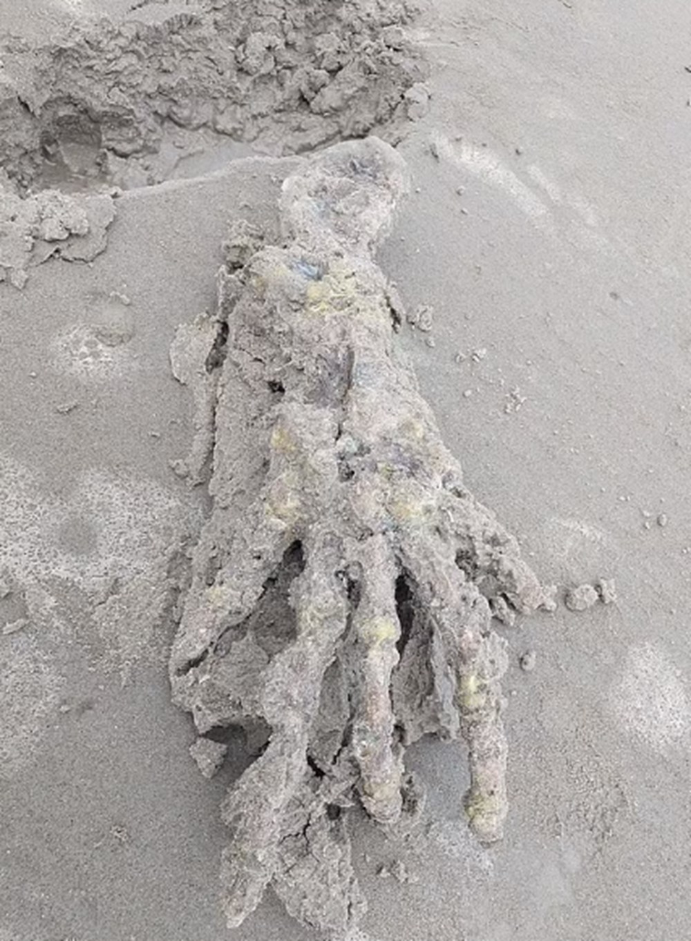 Sahile vuran devasa el iskeleti paniğe yol açtı: Uzaylılara mı ait? - 8