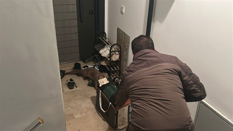 Sivas'ta yolunu kaybeden su samuru apartmana girdi - 1