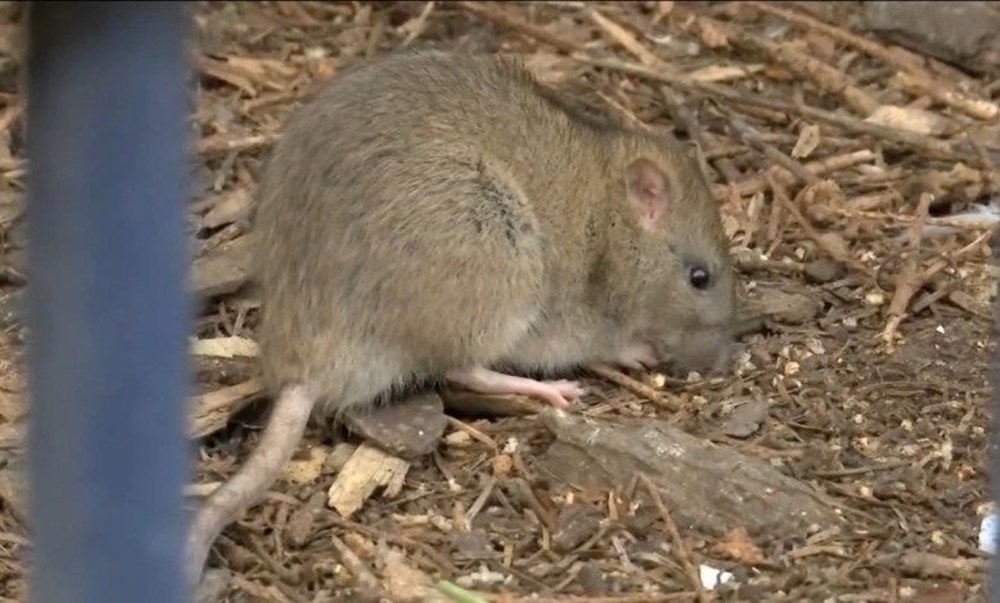 New York'u fareler bastı: Sıçan Şefi'ne 170 bin dolar maaş - 7