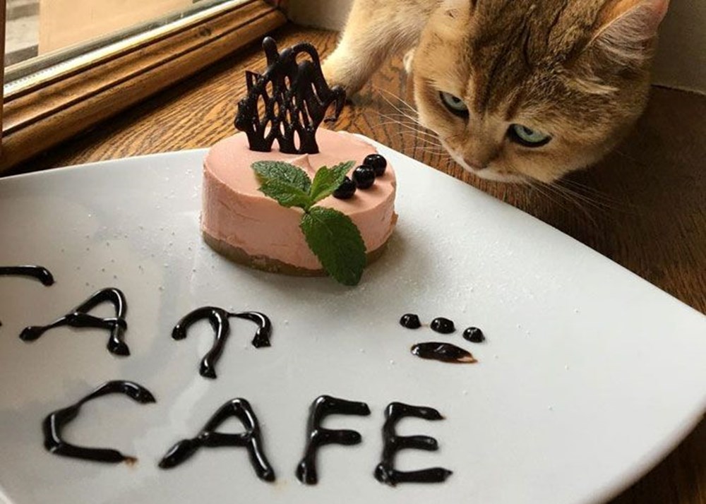 Ukrayna'nın Lviv kentinde savaşa direnen kedili kafe - 1