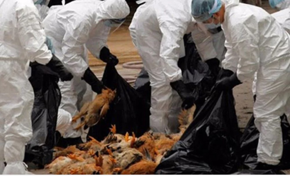 Avrupa ve Asya'da yeni salgın: Ölüm oranı yüzde 50'den daha fazla - 12