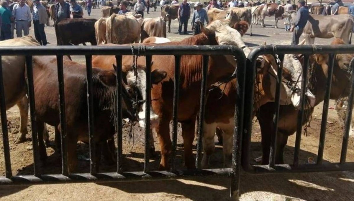 Bayburt'ta şap alarmı