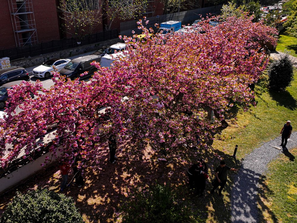 Sakura ağaçları çiçek açtı 75