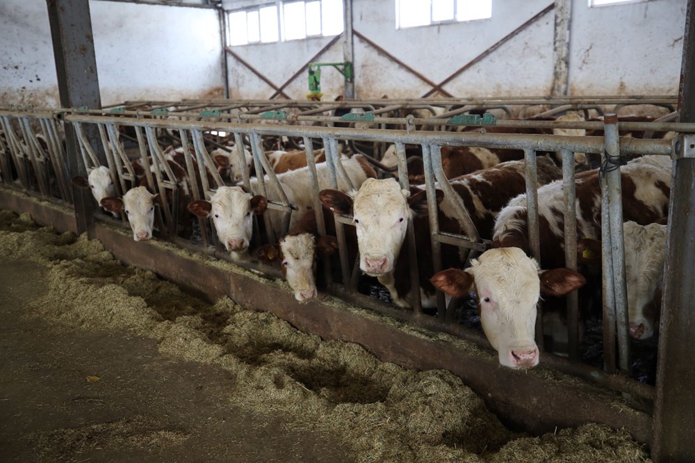 59 yaşında devlet desteğiyle tesis kurdu şimdi fabrikalara satıyor - 5