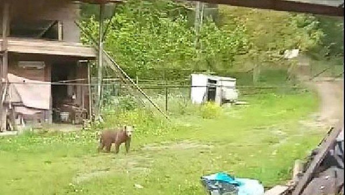 Bahçesine giren ayıyı bağırarak uzaklaştırdı