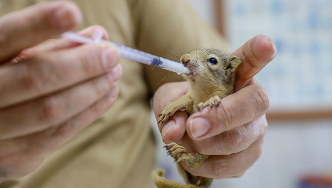 Kaçakçılardan kurtarılan yavru sincaplar hayata tutunuyor