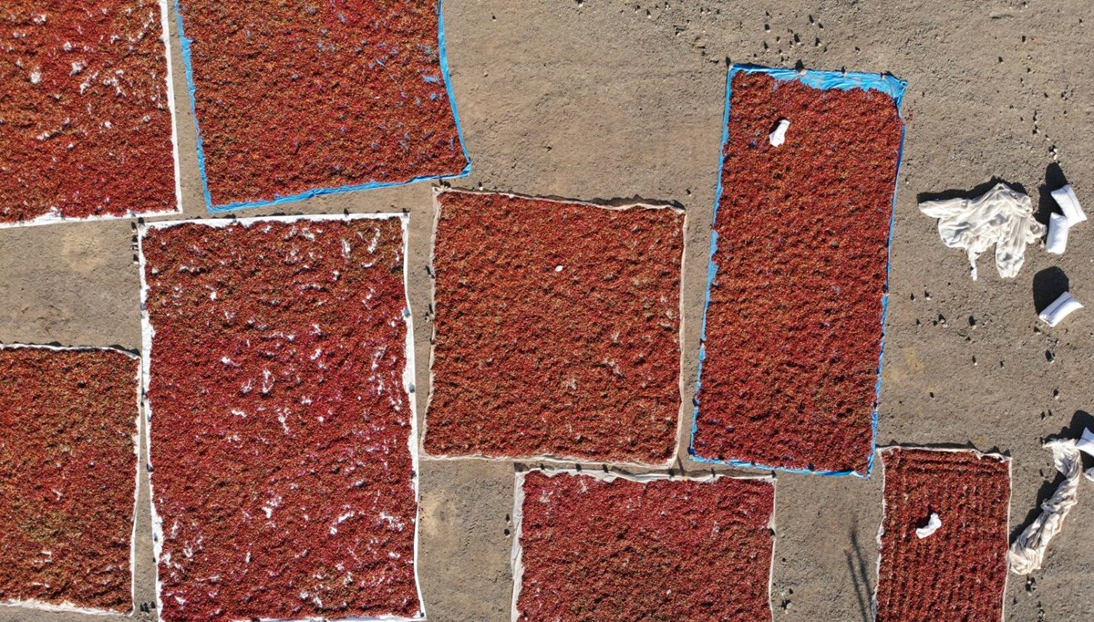 Migren ağrılarını bıçak gibi kesiyor! Maraş'ta hasadına başlandı: Faydalarını duyan duyan kilo kilo satın alıyor