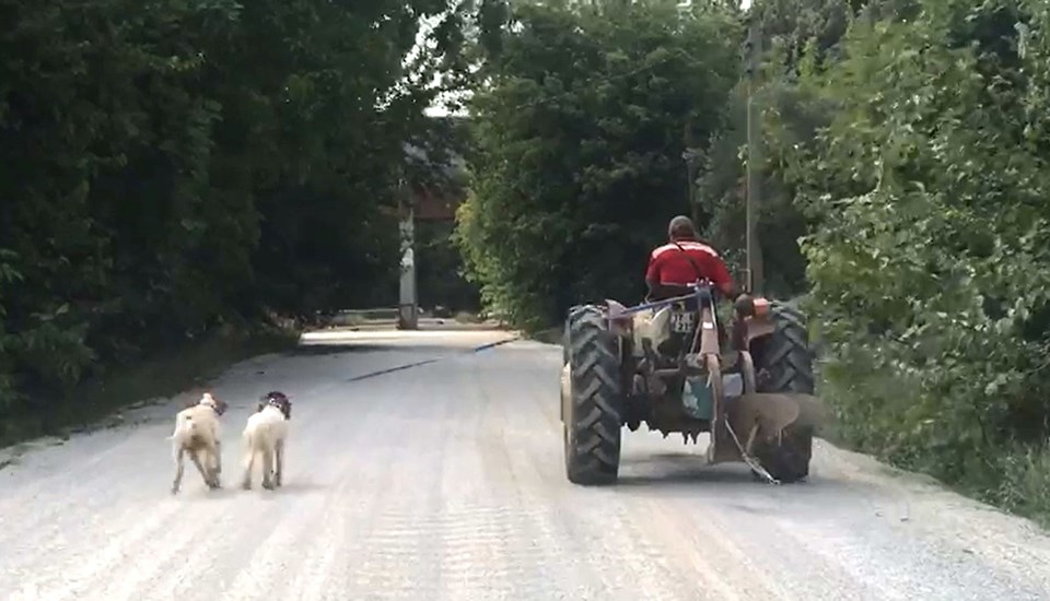 İki köpeğini traktöre bağlayıp götürdü - 1