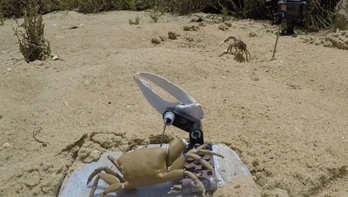 Robotlarla canlılar savaşıyor