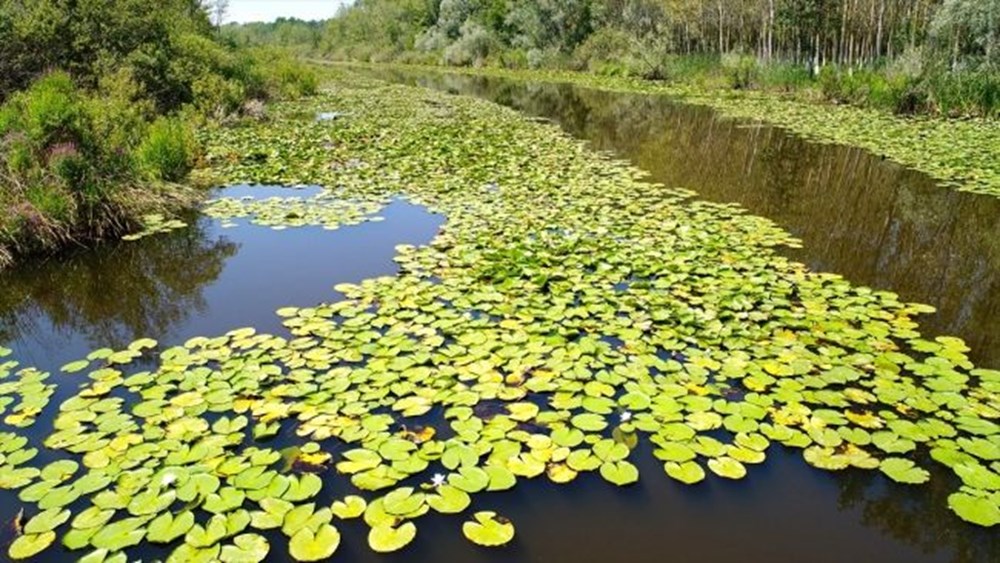 Dünyada ikinci, Türkiye'de ise tek parça halindeki en büyük longoz: Sakarya Acarlar Longozu - 3