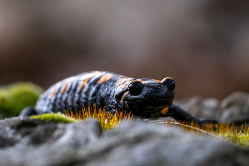 Nesli tehdit alt�ndaki "lekeli semender" Adana'da g�r�nt�lendi