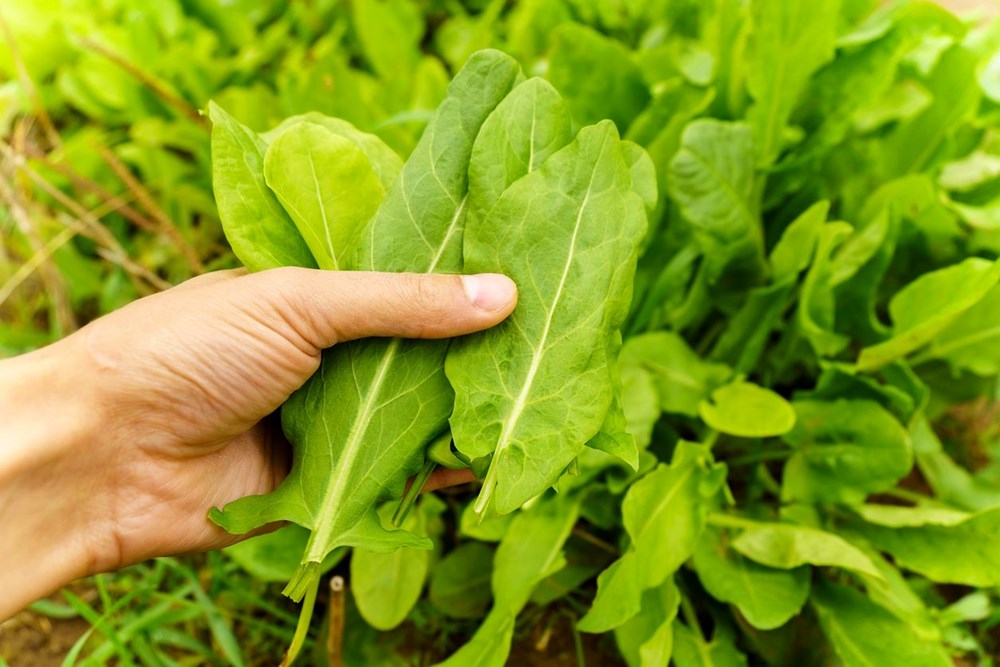 Konuk Düzbag'ı Kendi Projelerinizde Kullanmak: Yaratıcılığınızı Serbest Bırakmanın Anahtarı mı? 74 ebhtkOhos0Oz0uVKwuP CQ