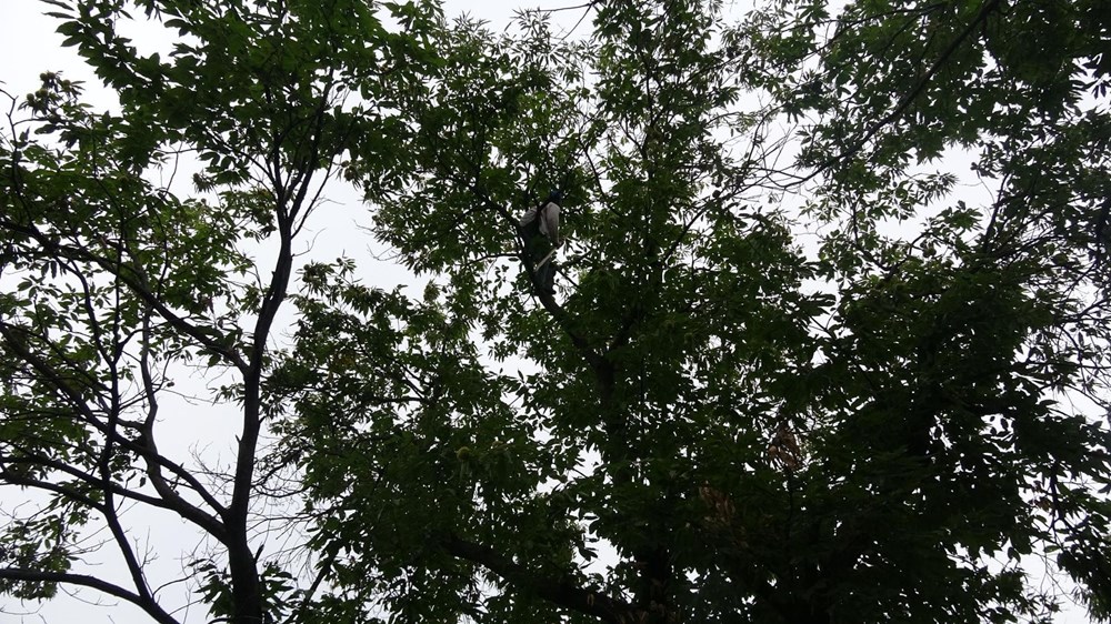 Herkes bu işi yapamıyor, günlüğü 400 lira - 6