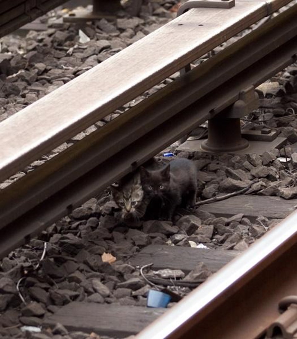 Yavru kediler New York metrosunu feç etti - 2