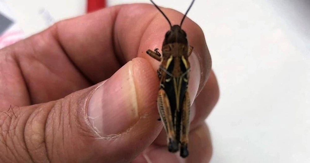 Gaziantep'te çekirge istilasına karşı mücadele - 4