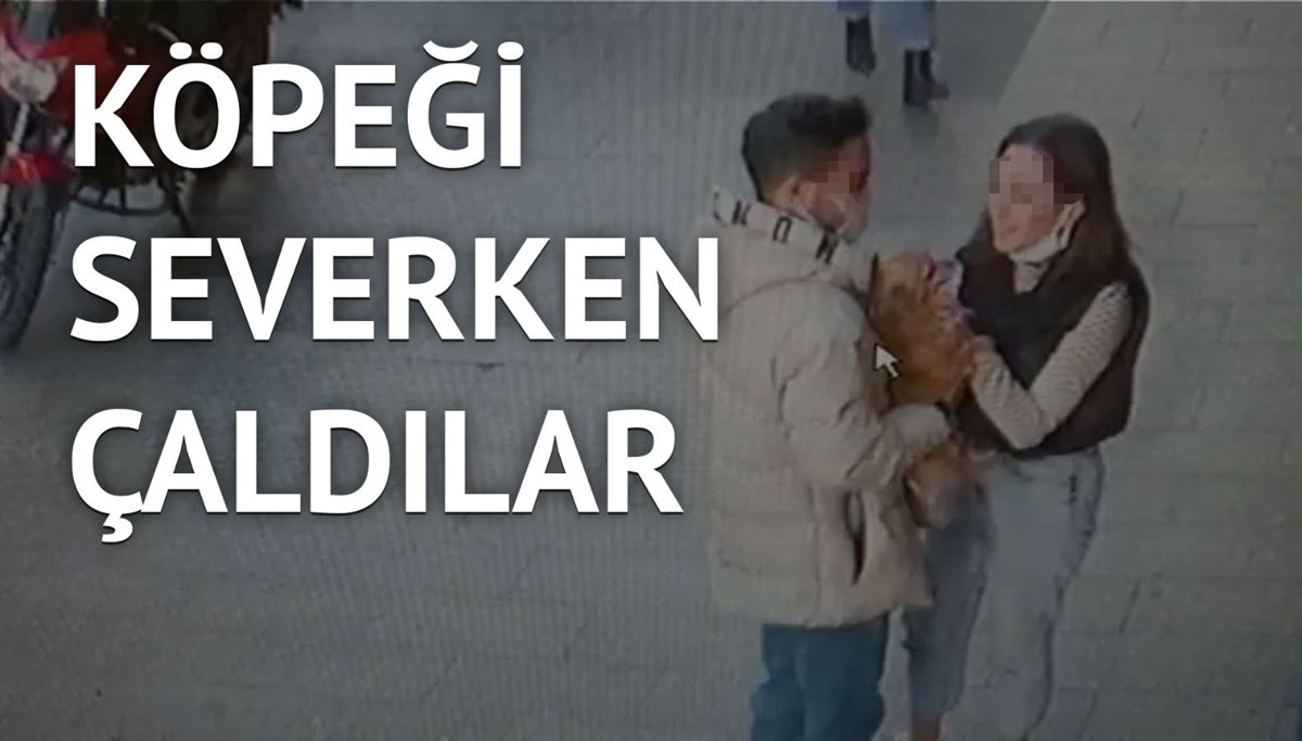 İstanbul’da ilginç köpek hırsızlığı
