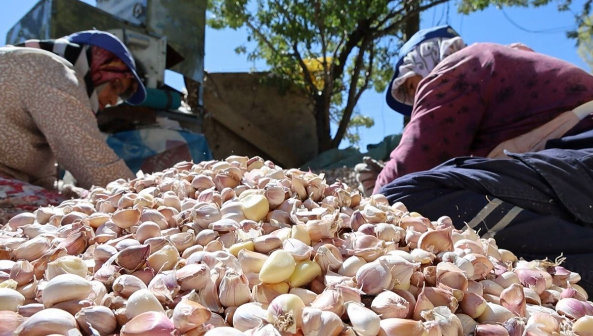 Yurt dışında antibiyotik fabrikalarında kullanılıyor: Aksaray'da ekimi başladı