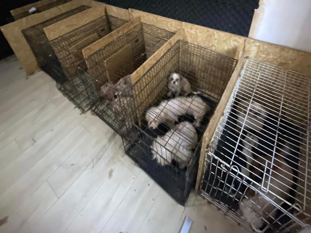 ankara da bodrumda bulunan 68 kopek tedaviye alindi ntv