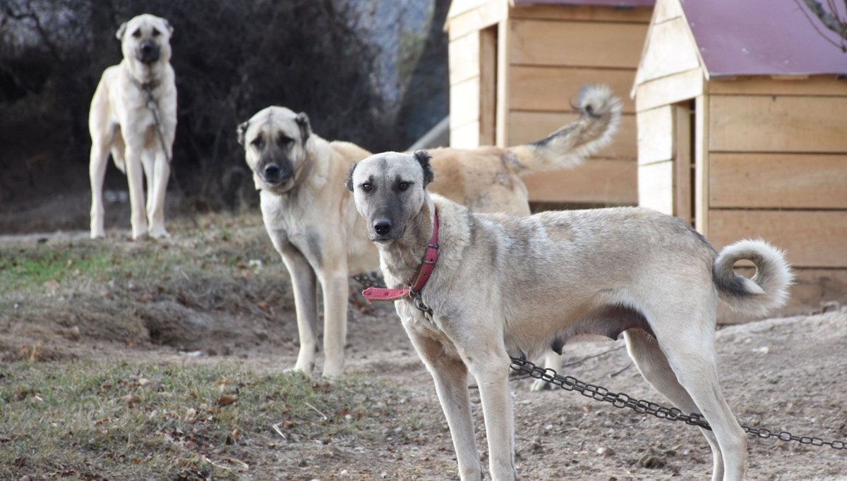 Kangal köpekleri, kışlık zırhlarını giyiyor