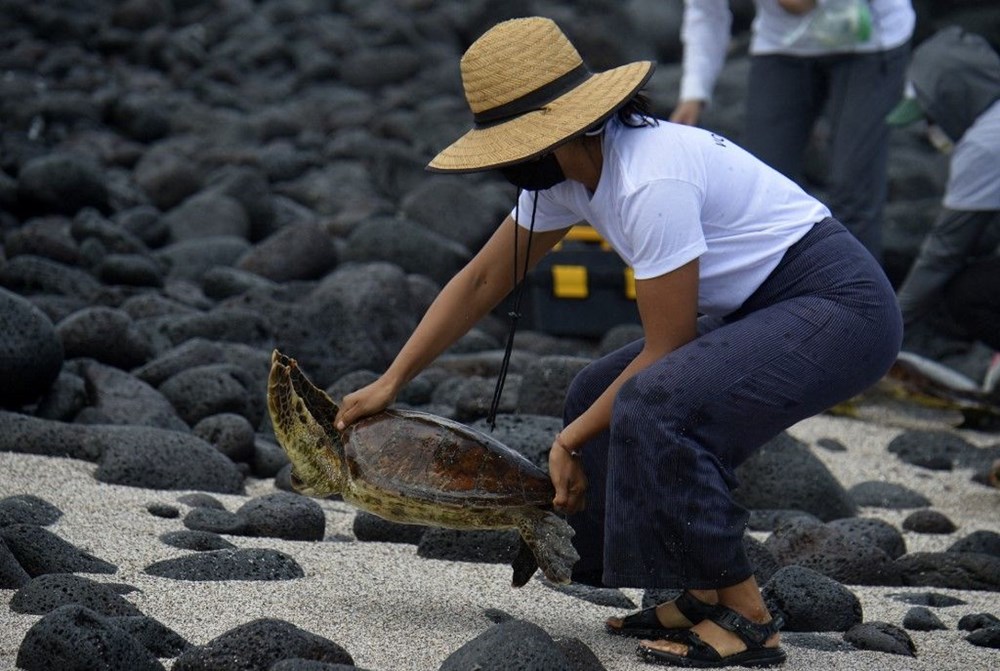 100 yıl önce soyu tükendiği düşünülen dev kaplumbağa Galapagos Adaları’nda bulundu - 3