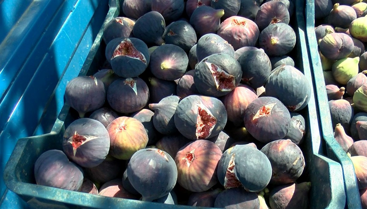 Rengini aydan, tadını güneşten alıyor,
Buckingham Sarayı'nın sofrasını süslüyor: Bursa siyahı