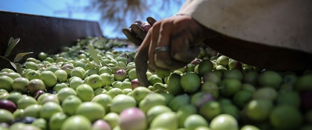 zeytin.jpg