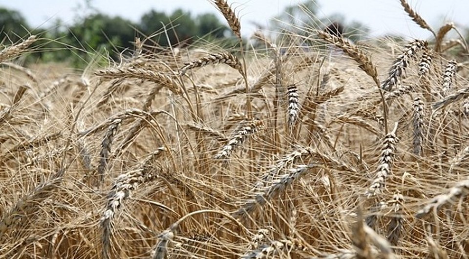 Siyez, Fransa, Fas, Yugoslavya ve Türkiye'de yetişen, Triticum boeoticum türünden yabani buğday türünün kültüre alınmış formudur. İlk kez Güneydoğu Anadolu bölgesinde yer alan Karaca Dağ'da evcilleştirildiği düşünülüyor.