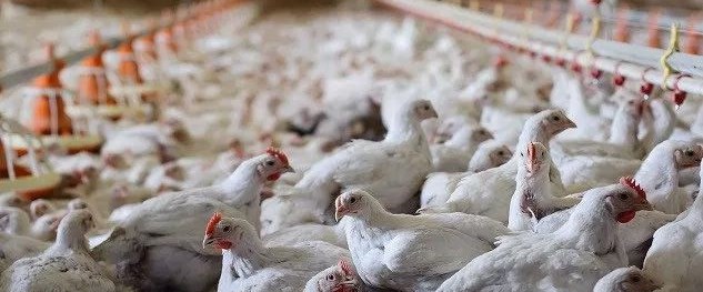 Tavuk eti üretimi azaldı mı? (Video)