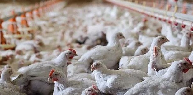 Tavuk eti üretimi azaldı mı? (Video)