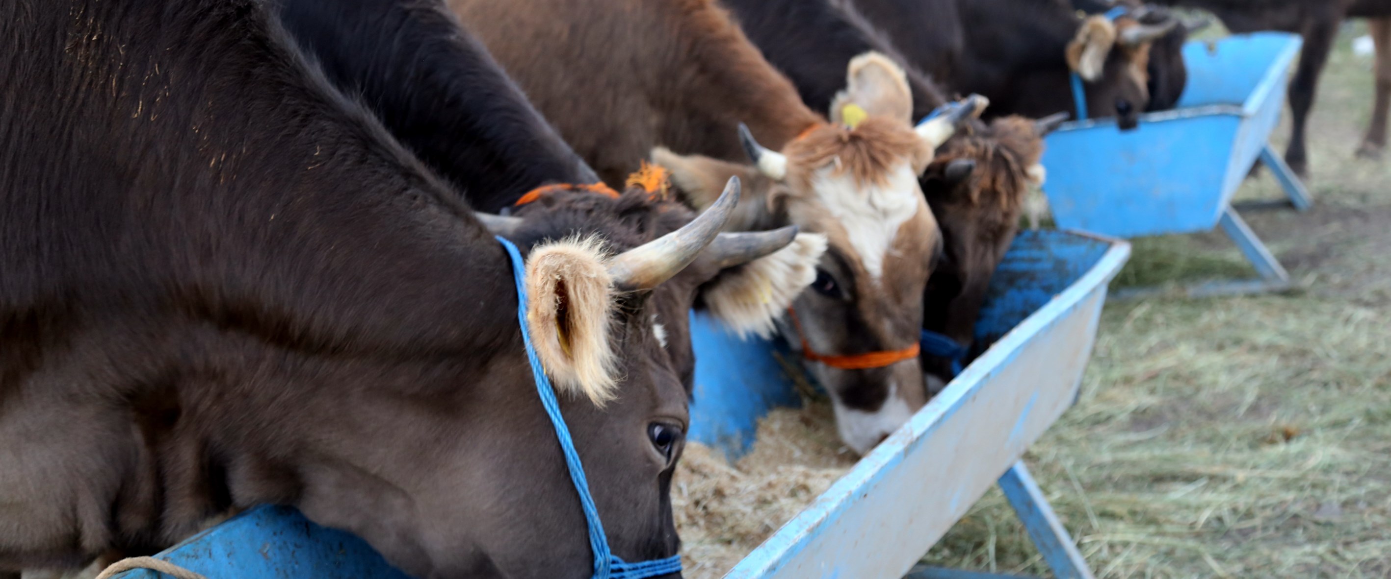 Ä°lgili resim