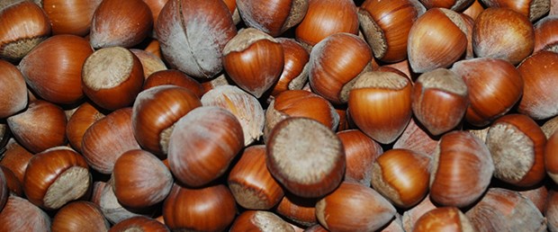 fındık