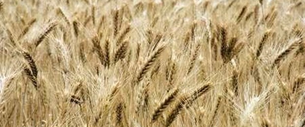 Hububat alım fiyatı açıklandı