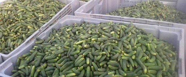 salatalık kornişon