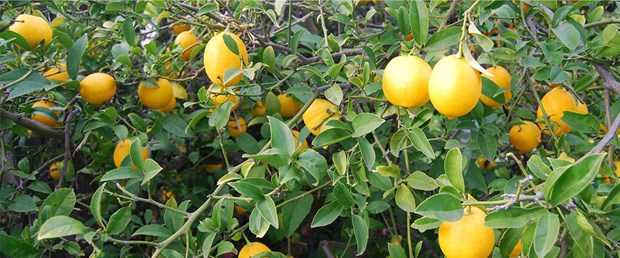 limon-agaci2-11-01-15