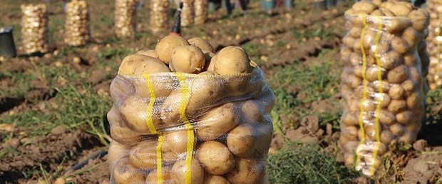 patates.jpg