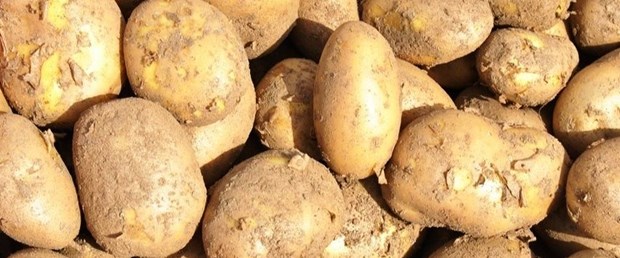 patates.jpg