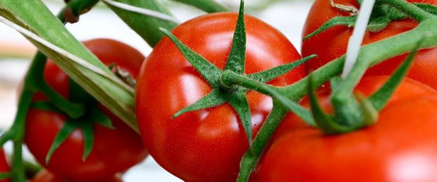 Rusya'dan 5 Türk şirkete domates ithalatı izni